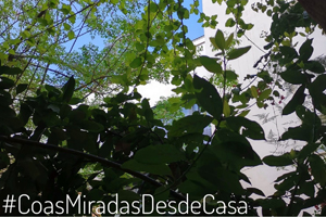  #CoasMiradasDesdeCasa 